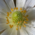 Bee Waiting