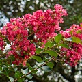 Crepe Myrtle Blossoms