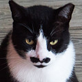 Groucho
