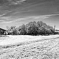 Homestead