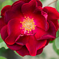 The Red Rose